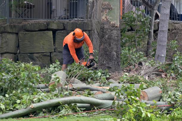 Professional Tree Service in Horseheads North, NY